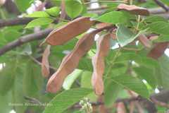 Lonchocarpus sericeus